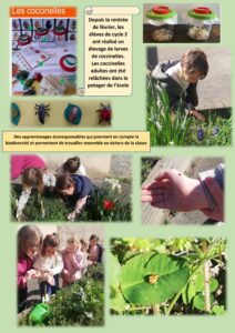 Coccinelles!